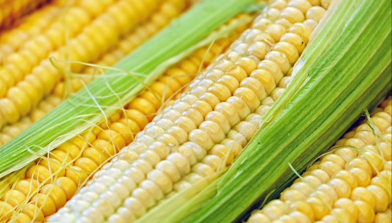 Are Genetically Modified Agricultural Products Reaching Poland via Germany?